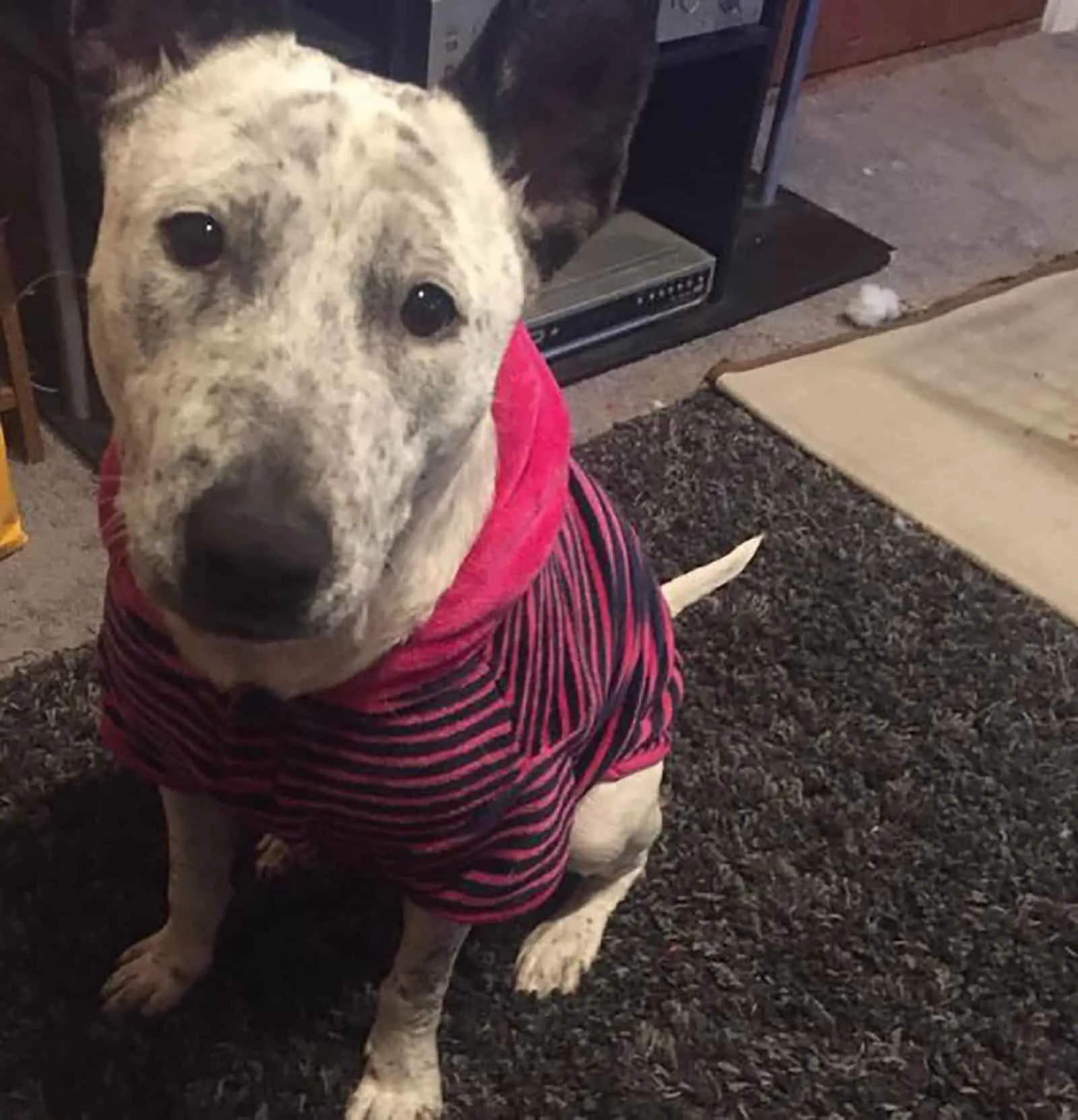 australian cattle dog bull terrier mix