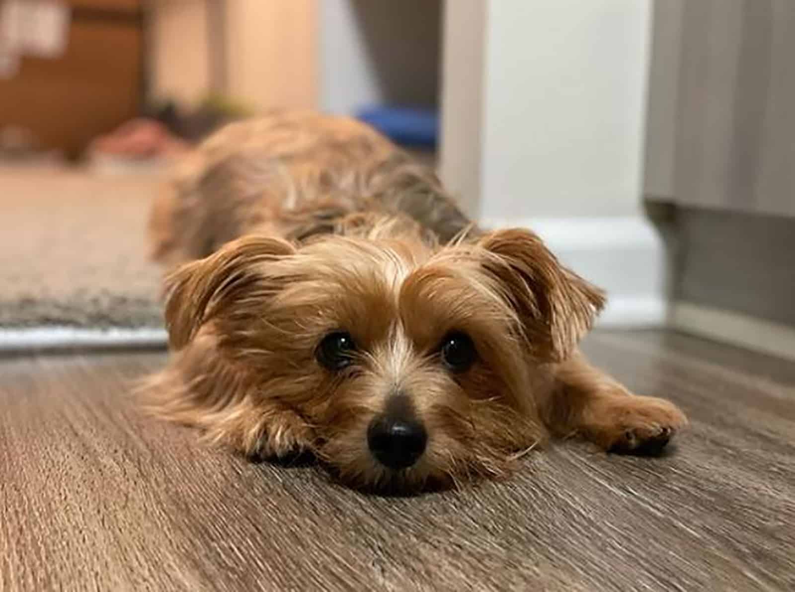 australian yorkshire terrier