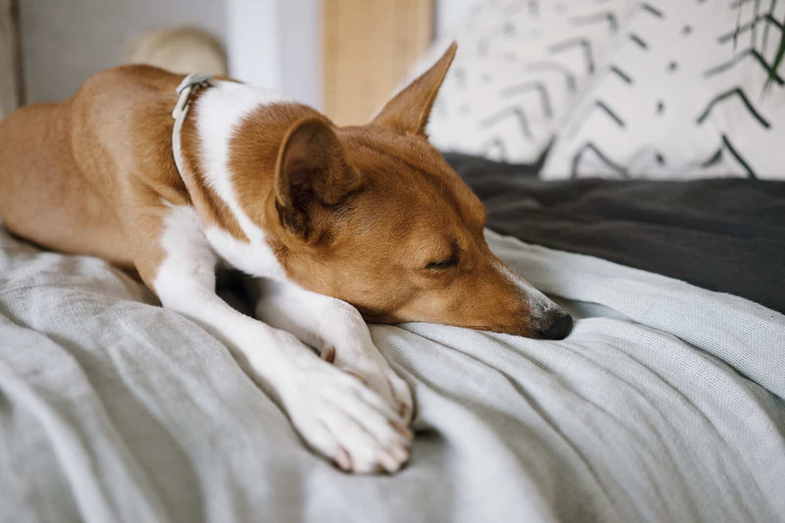 basenji dog sleeping on the bed