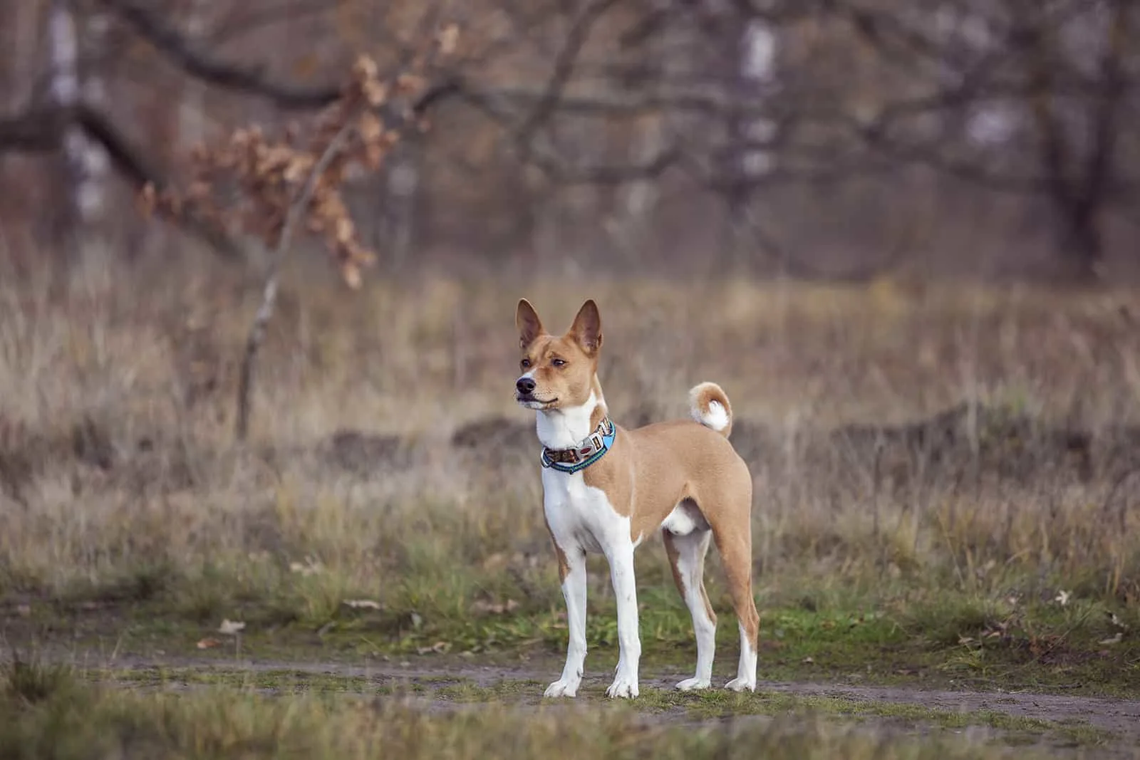 basenji dog standing in the park