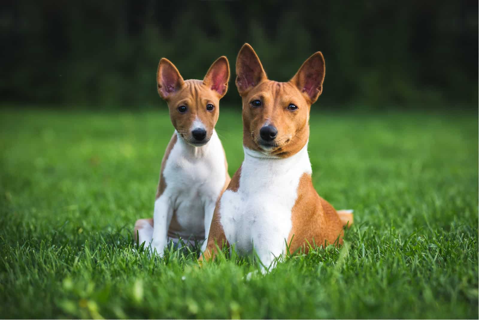 basenji mother and puppy