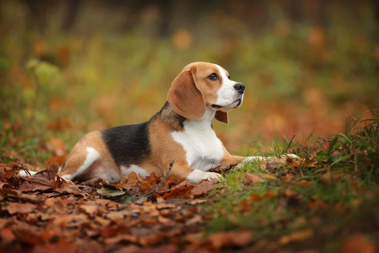 beagle dog lying outdoor in leaves