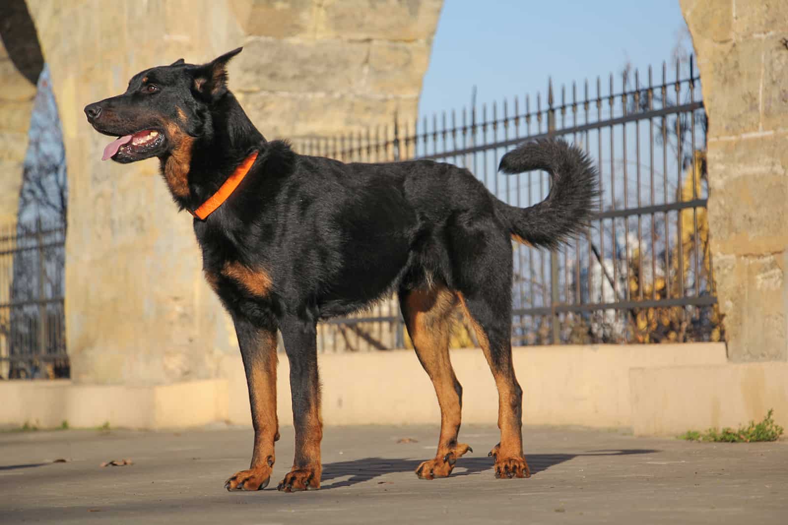beauceron dog standing near the gate