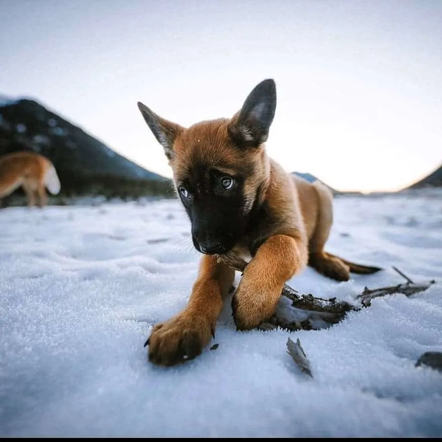 beautiful shepinois puppy having fun in the snow
