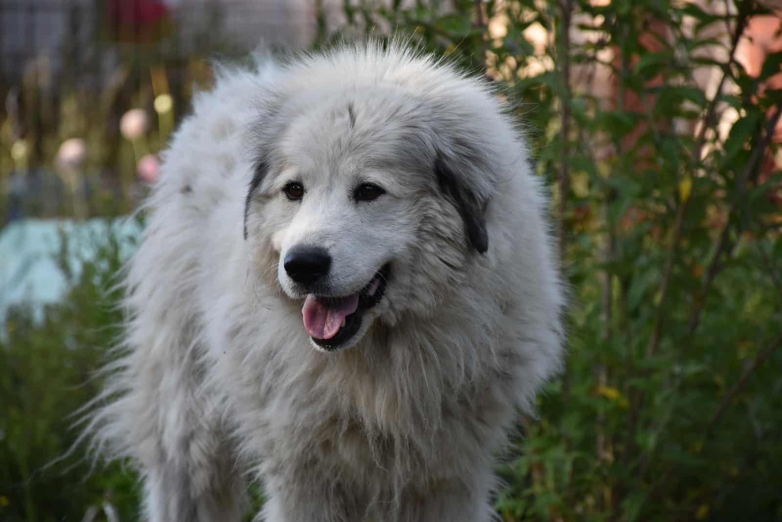 beautiful white dog with black marking