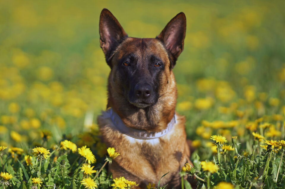 12 Best Collars For Belgian Malinois Dogs Reviewed