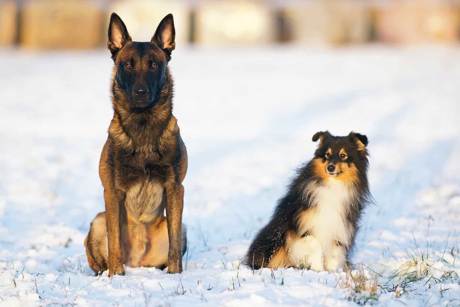 belgian sheltie