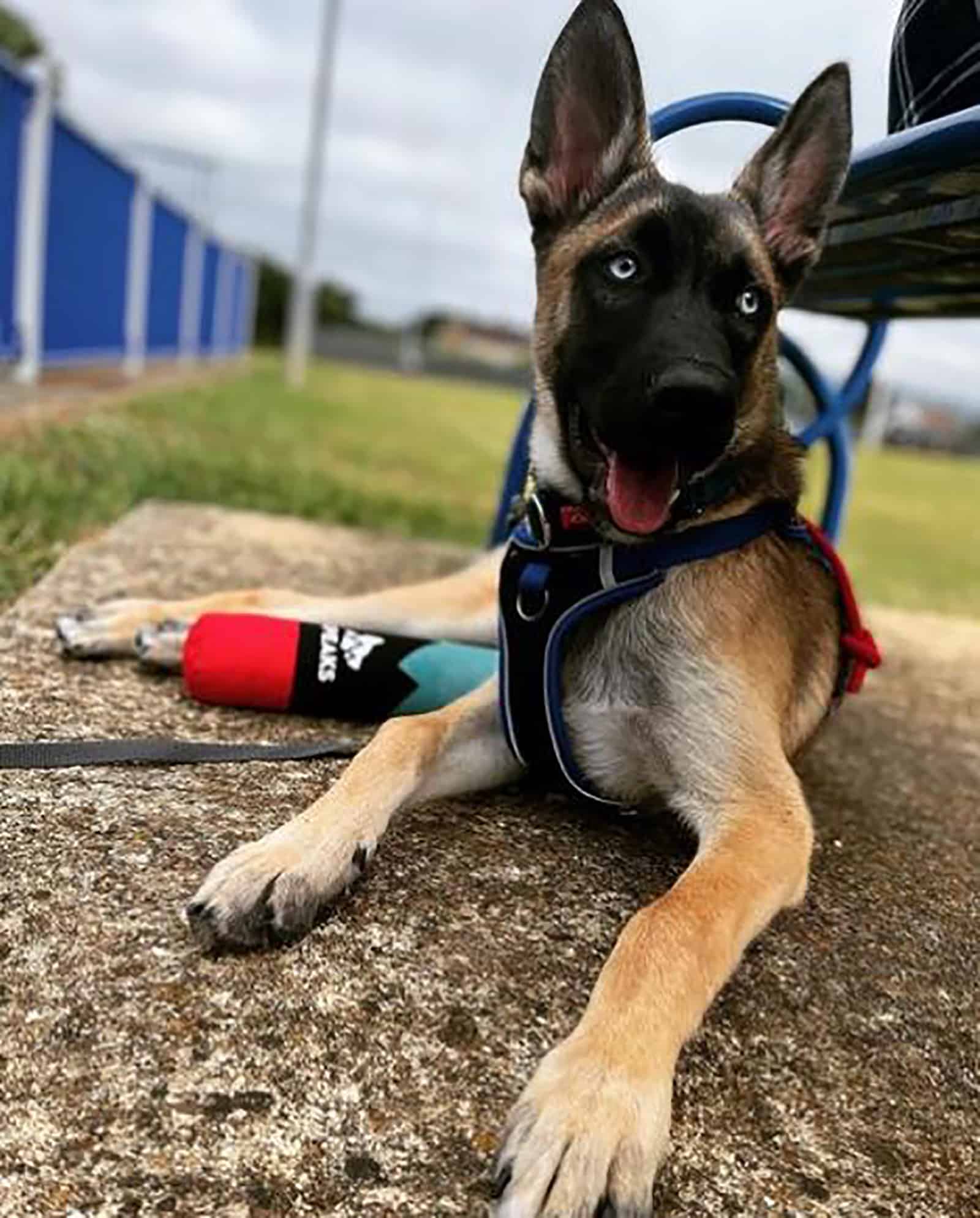 belusky dog lying in the park