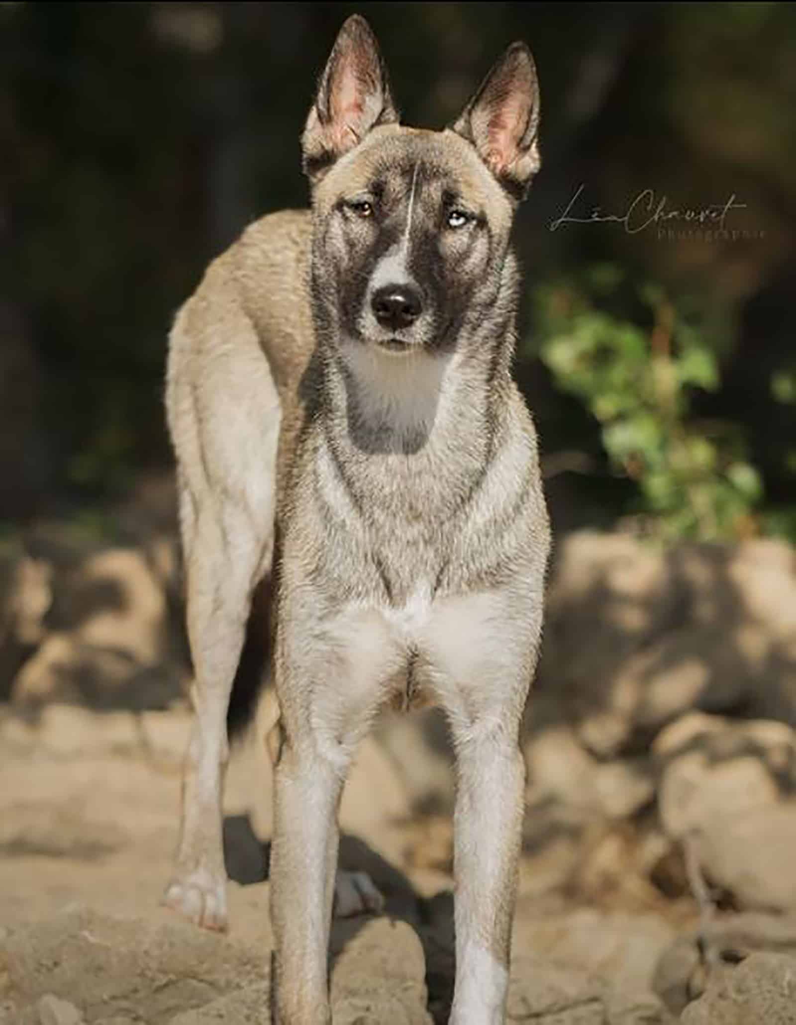 belusky dog posing