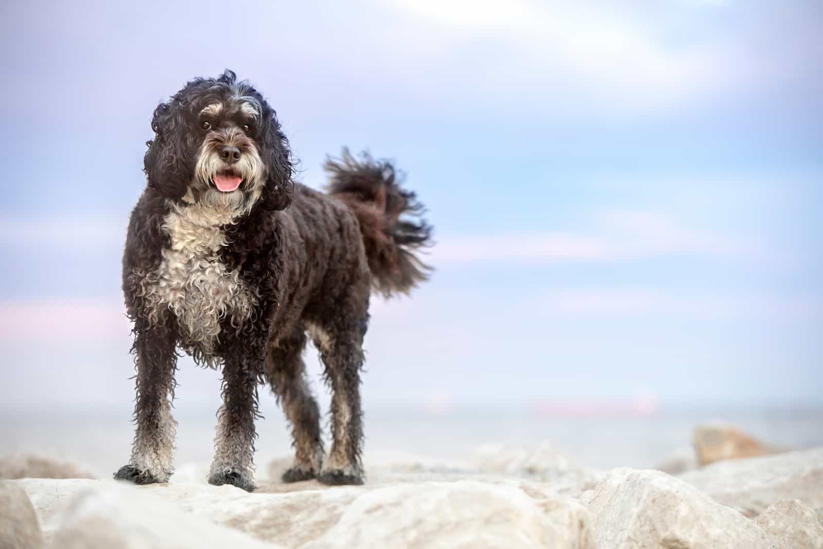 bernese mountain dog poodle mix stands atop the rocks at the beach