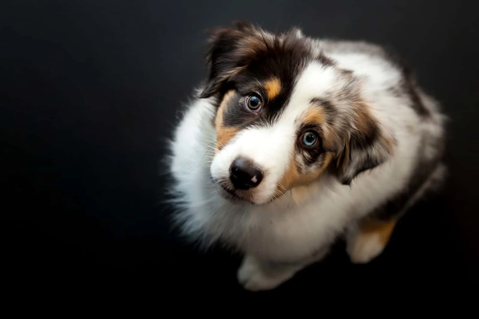 curious if australian shepherd dogs are hypoallergenic