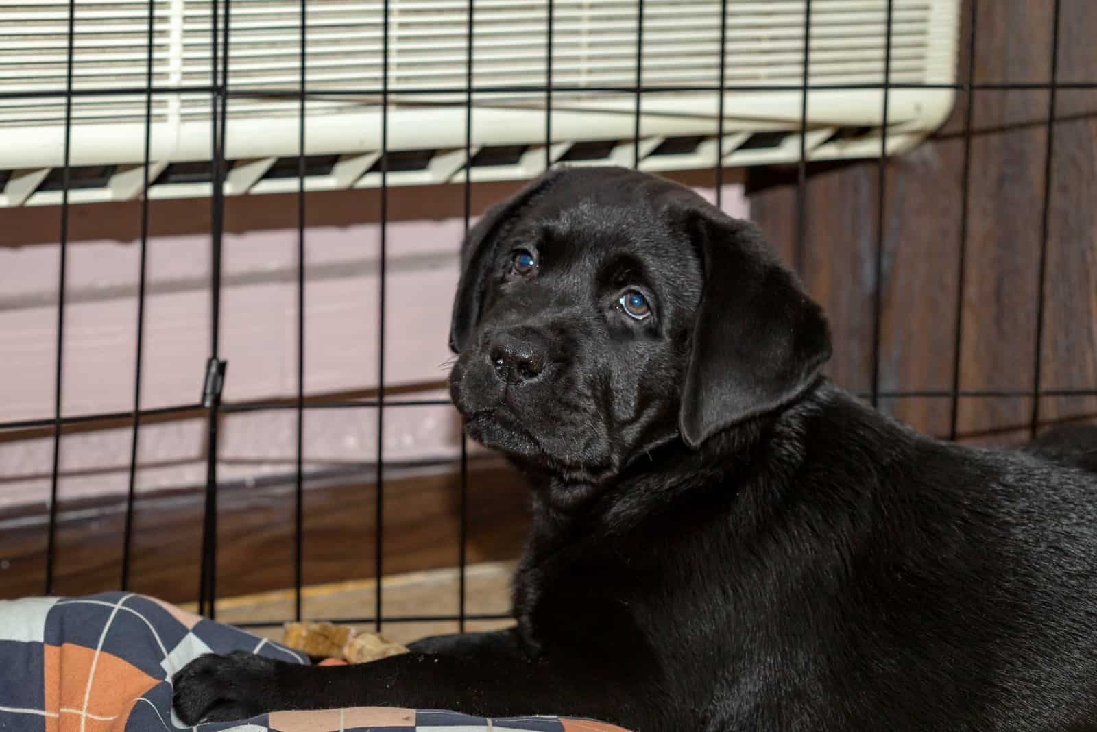 black Labrador Retriever with blue eyes