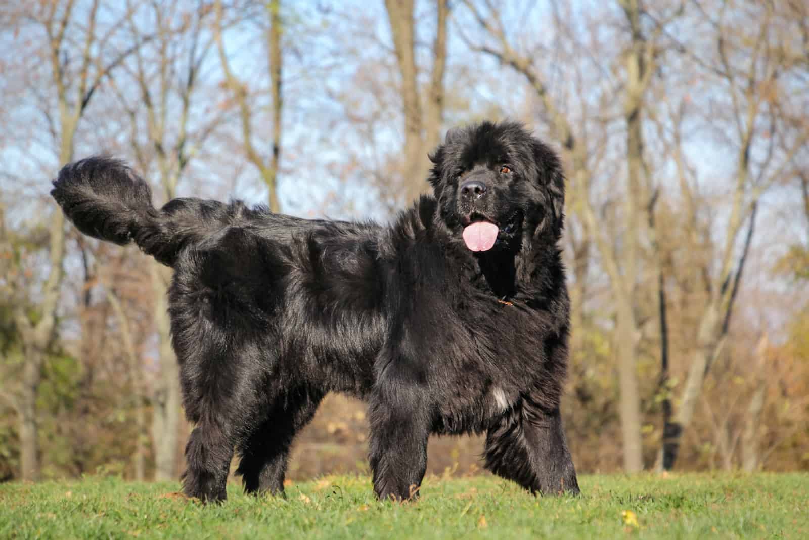 black Newfoundland dog is standing on the grass