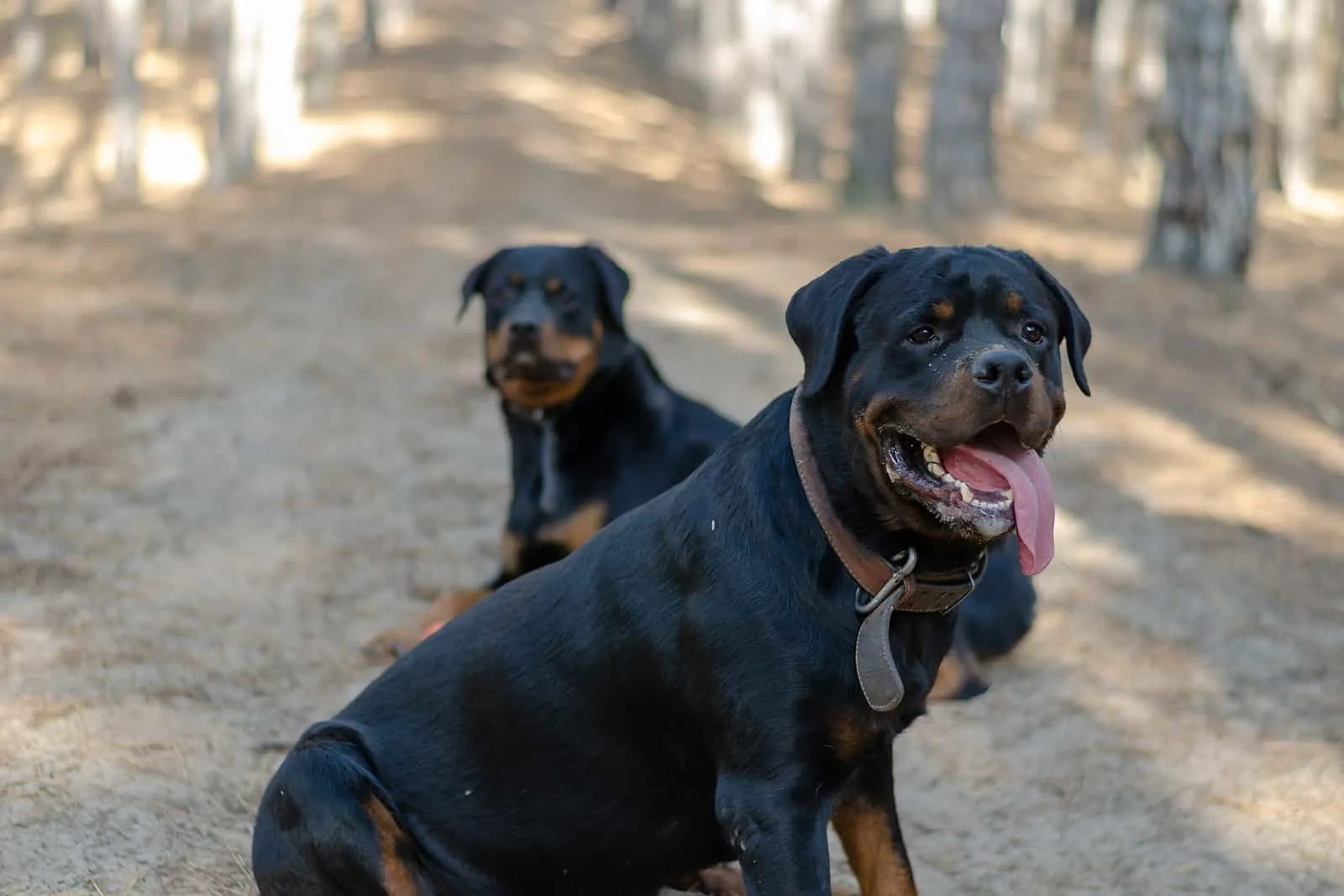 two black and mahogany rottweilers sits sit on a path
