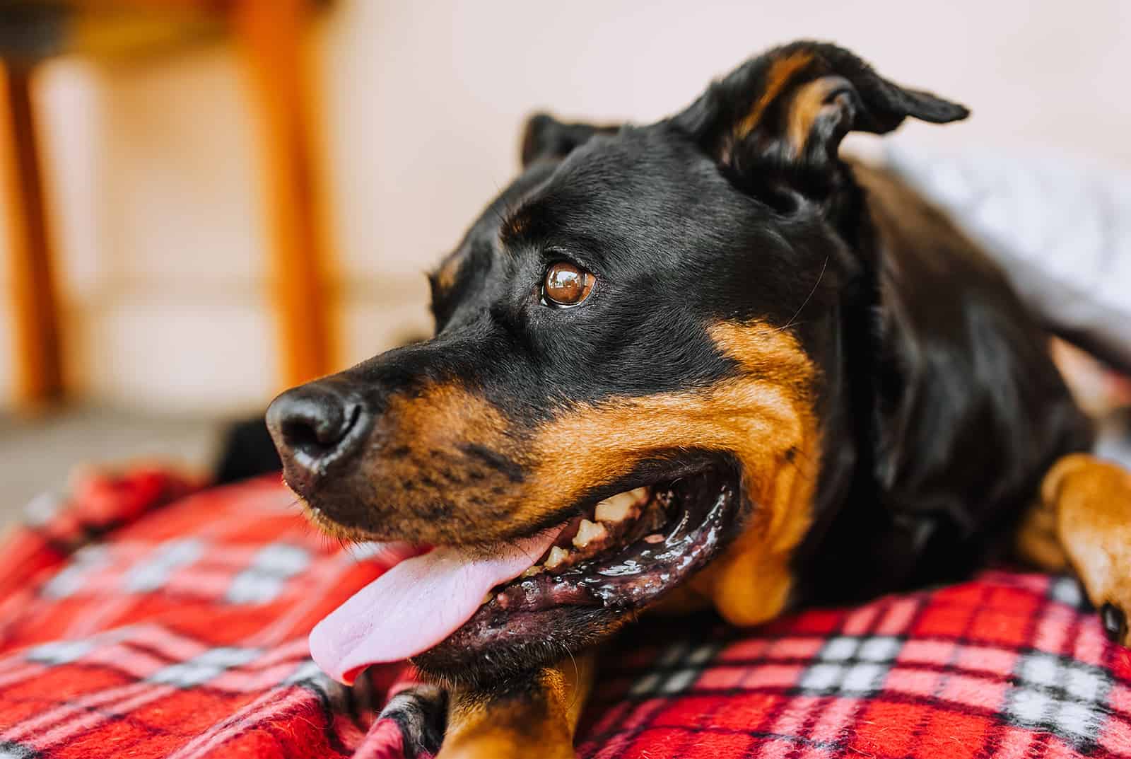 black and rust rottweiler lies indoor