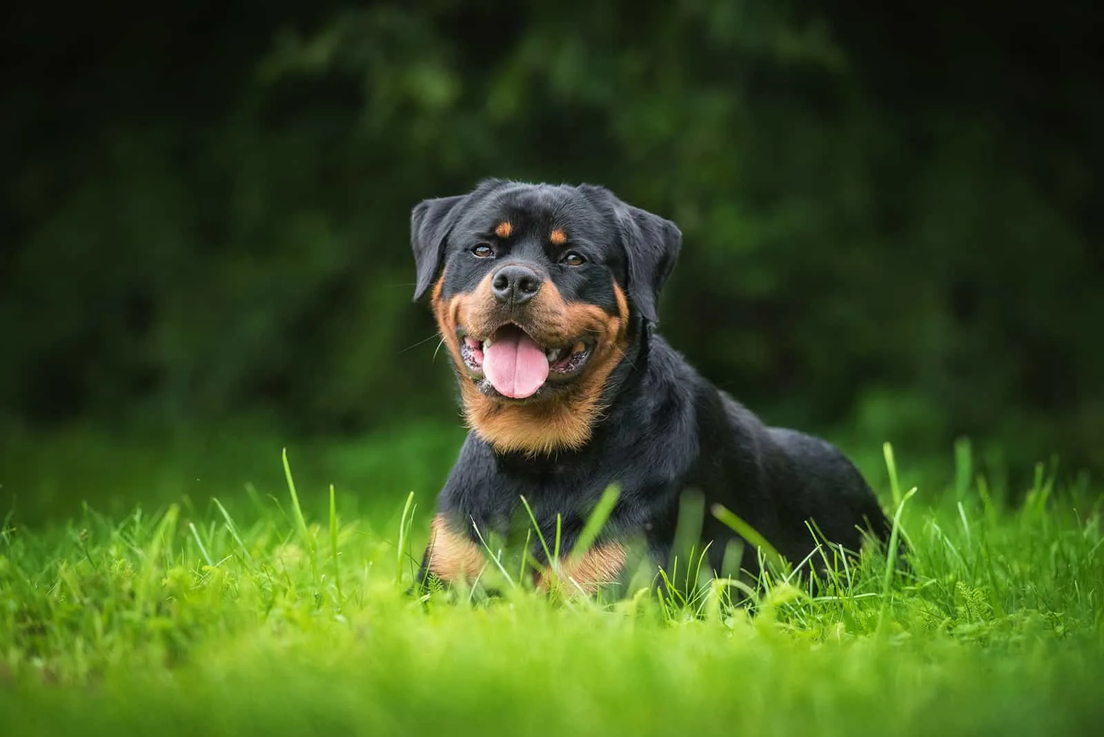 black and tan rottweiler lying on the grass
