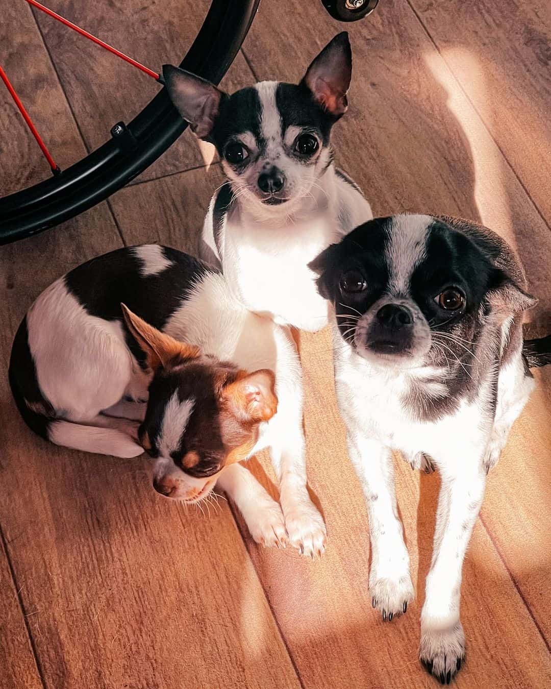 black and white Chihuahuas are sitting