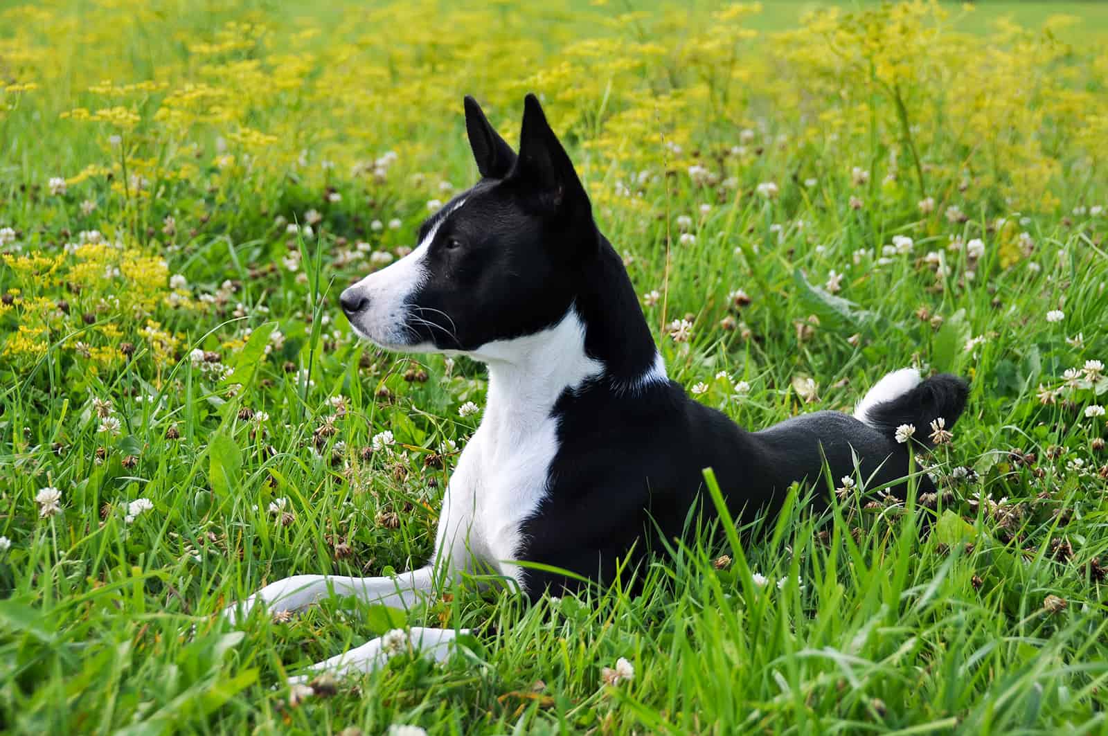 black and white basenji dog on the grass