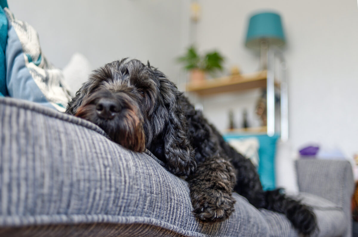 Cockapoo Colors: How Many Adorable Variations Are There?