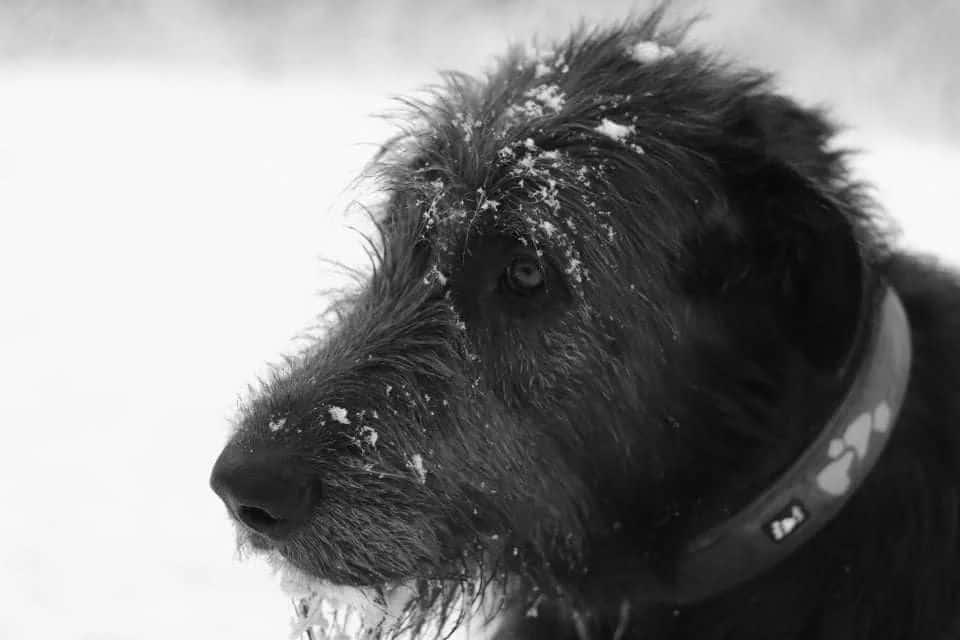 black irish wolfhound