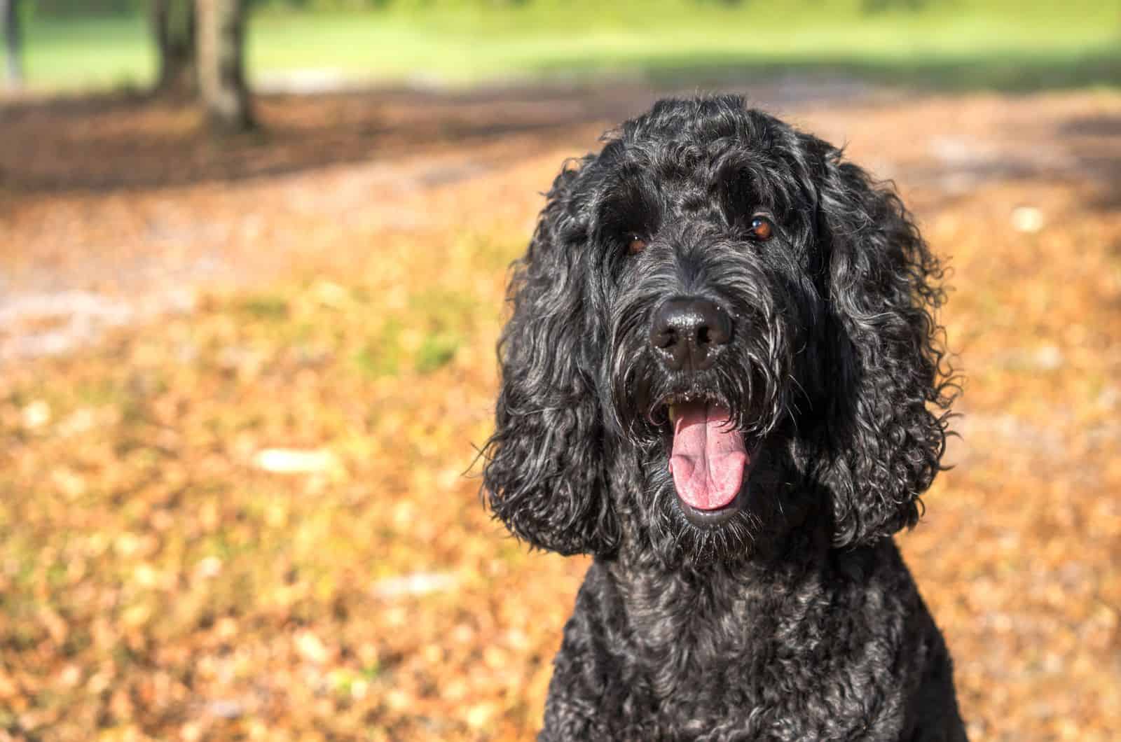 black labradoodle outdoor