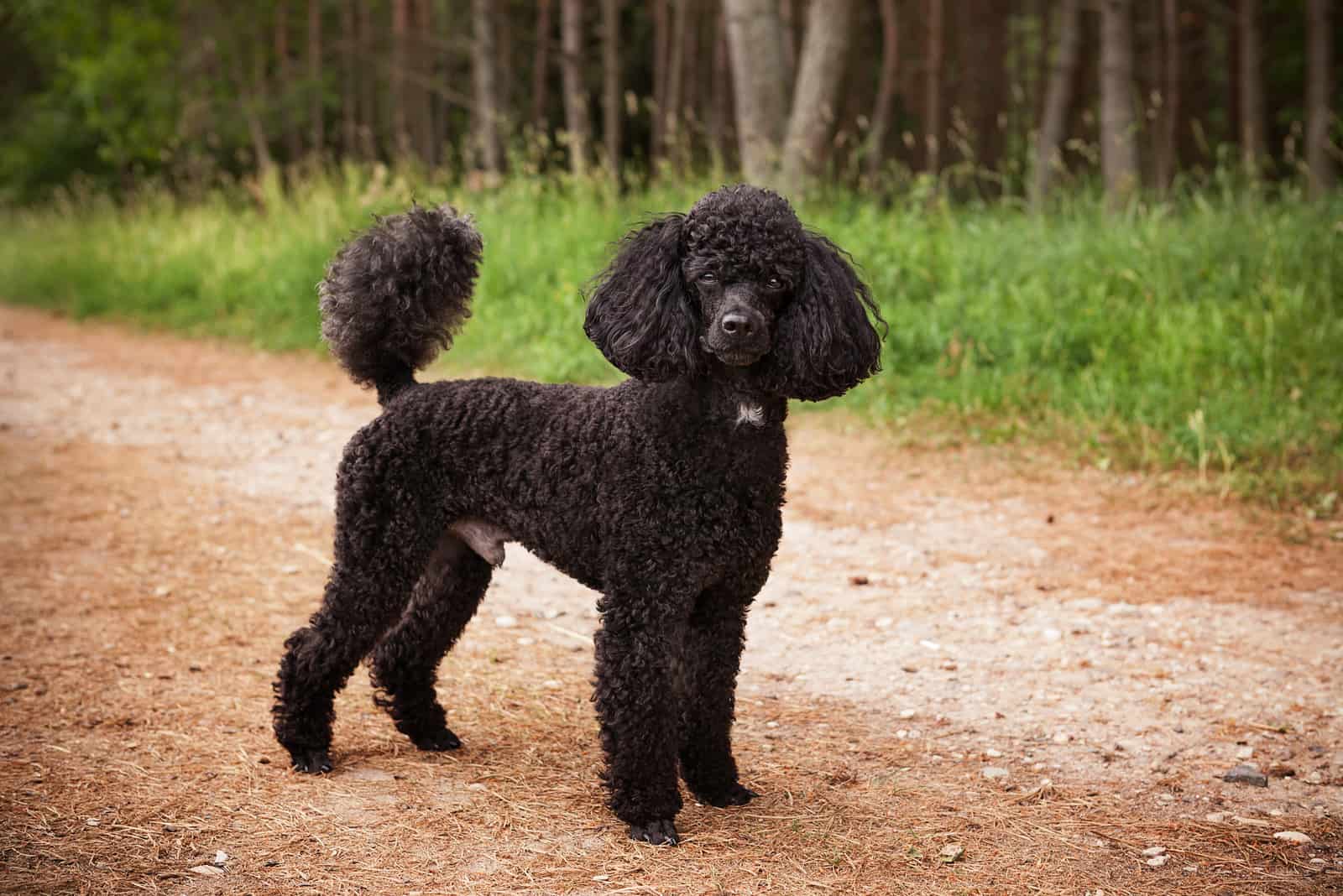 black poodle standing outside