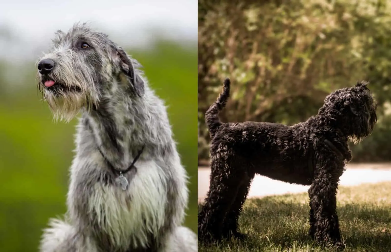 black russian wolfhound terrier