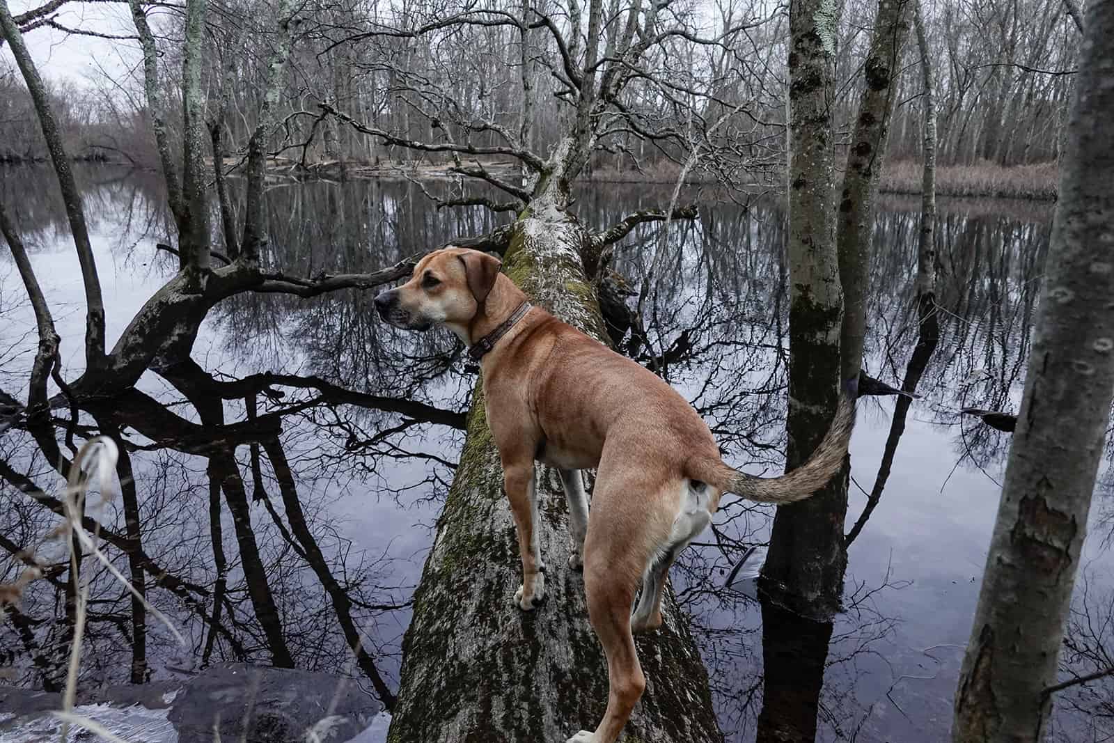 A Black mouth cur dog in the wood.