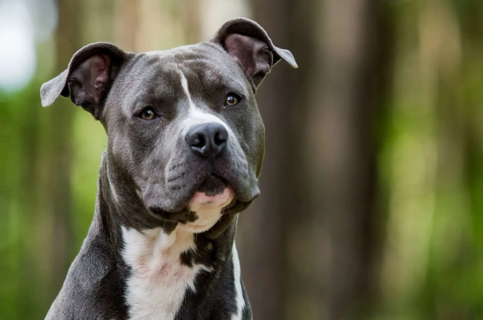 blue american staffordshire terrier