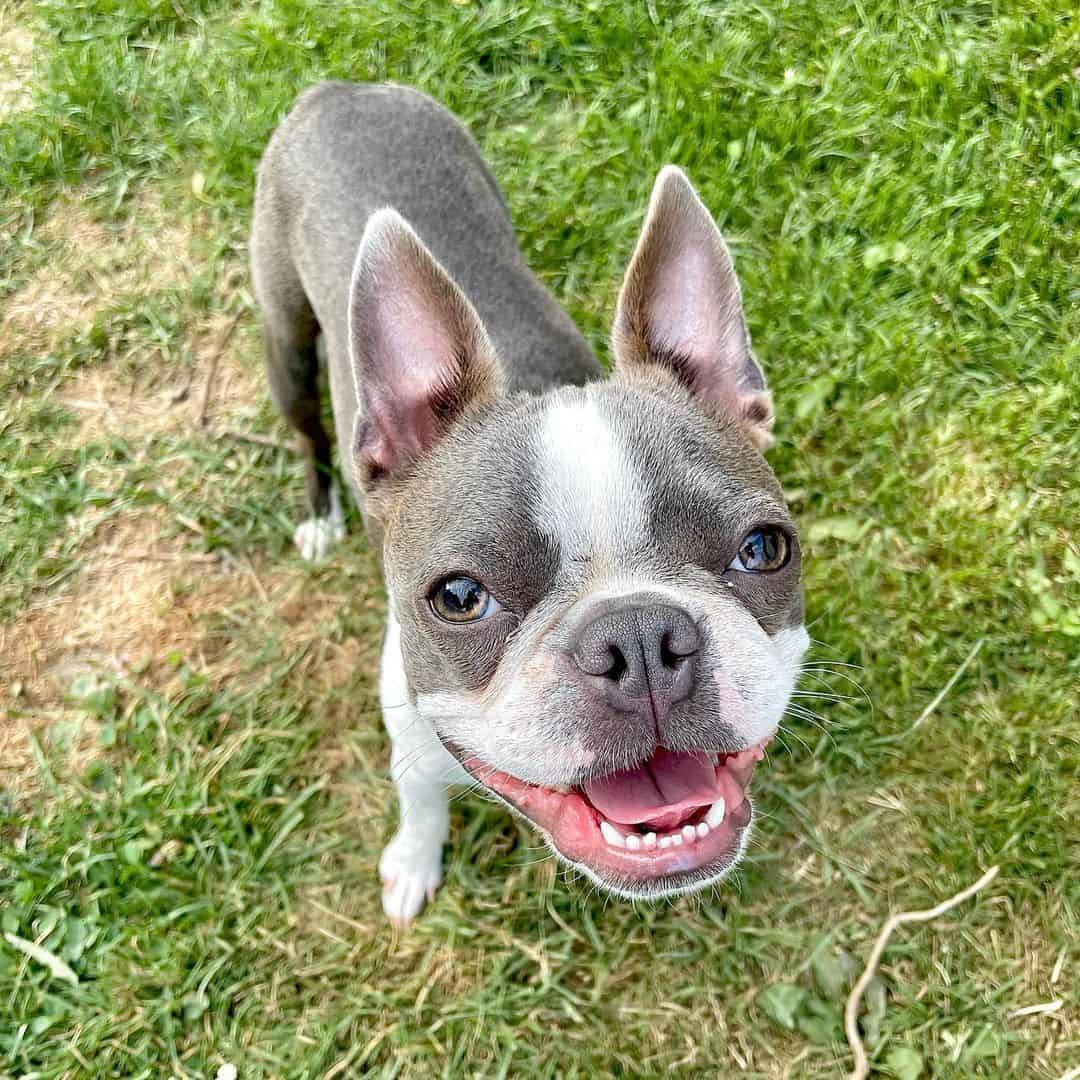 blue brindle boston terrier