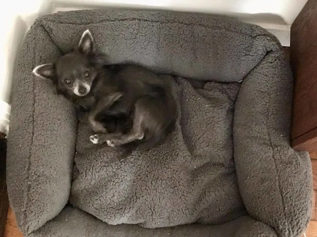 blue chihuahua is lying on a pillow