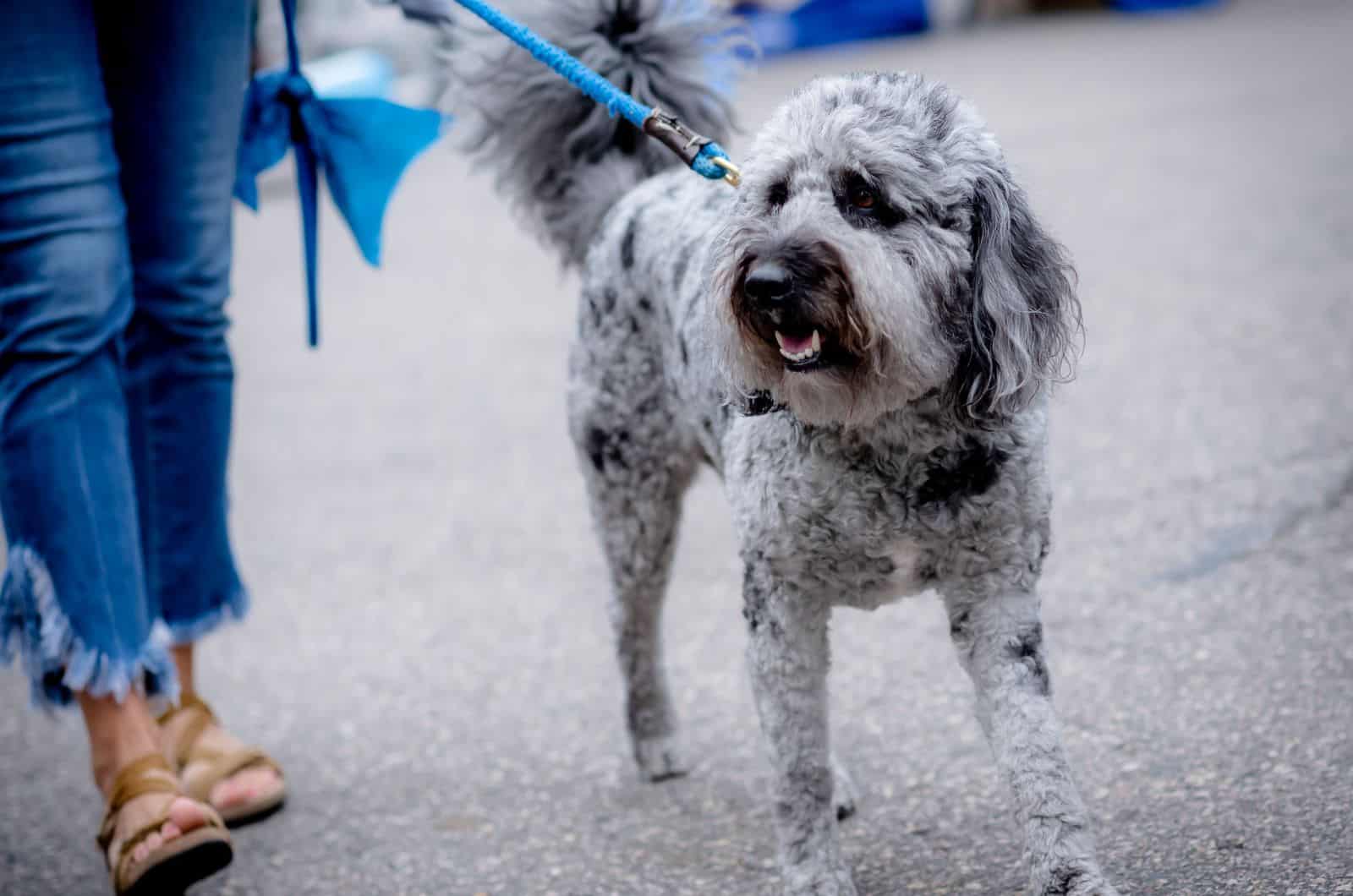 blue labradoodle walking with his owner