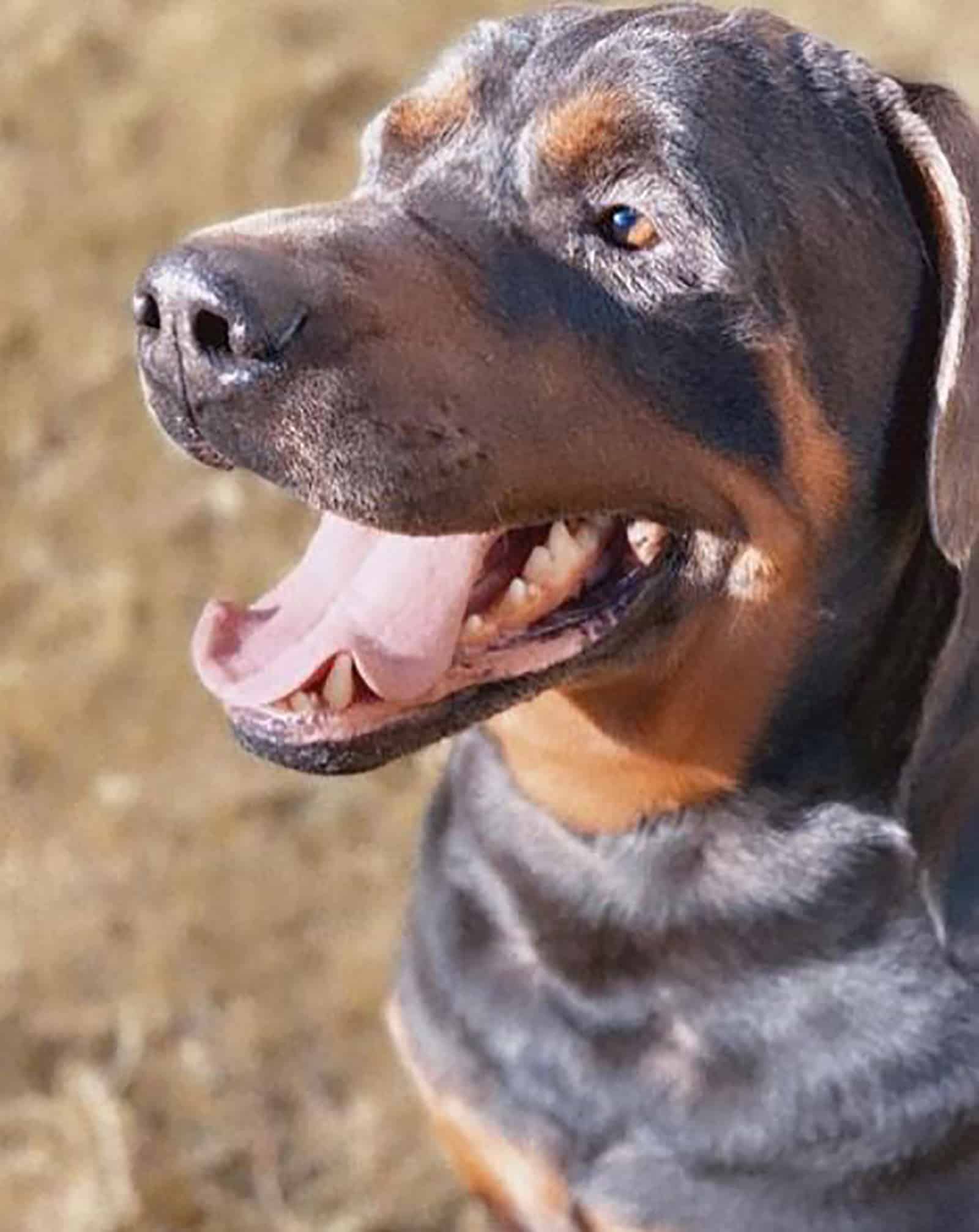 blue rottweiler