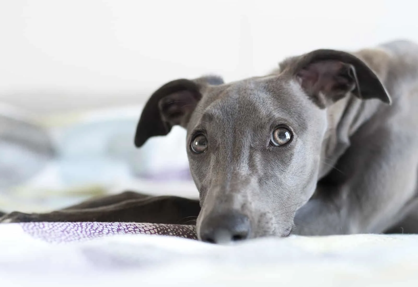 blue whippet dog in the bed