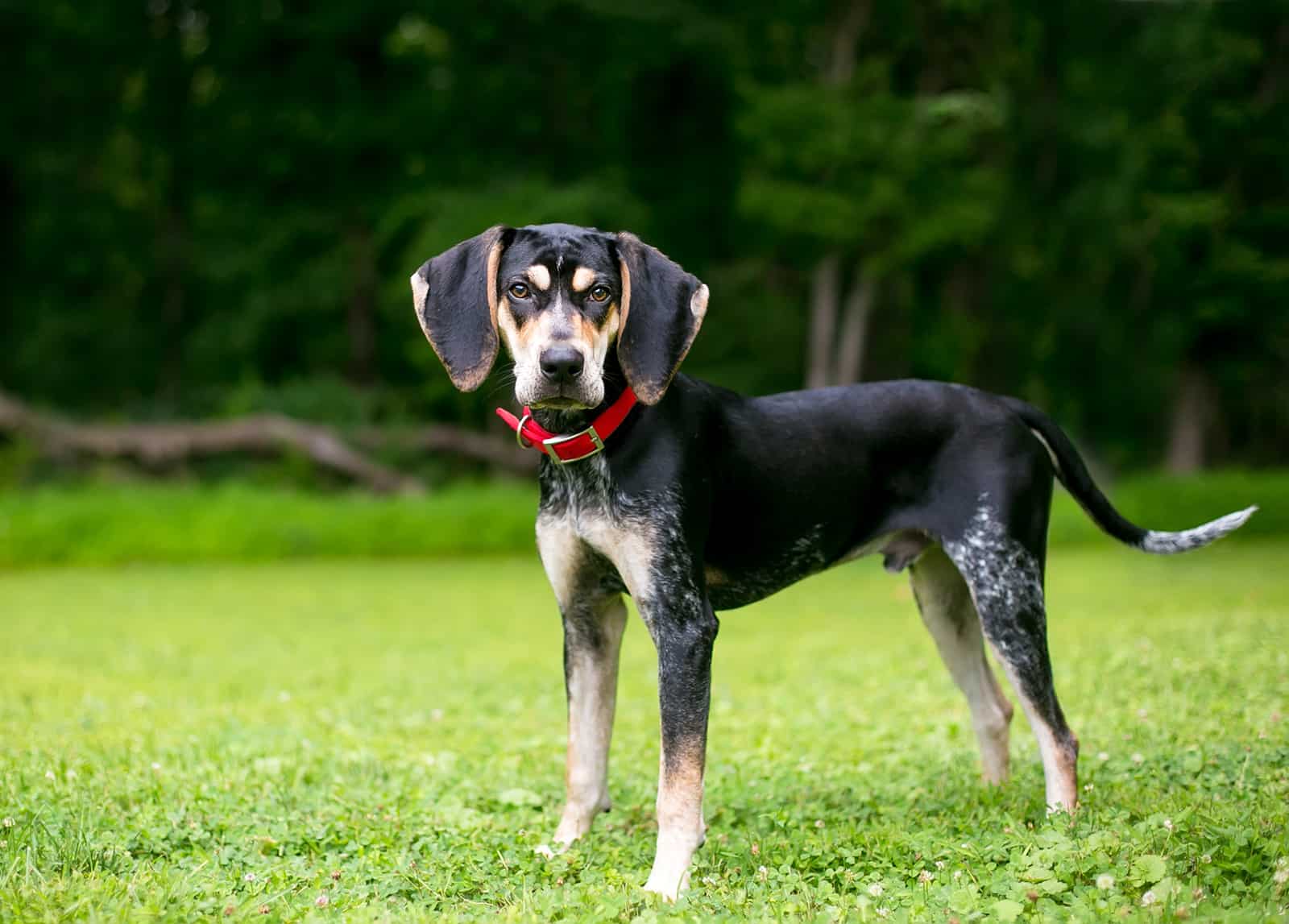 A Bluetick Coonhound dog