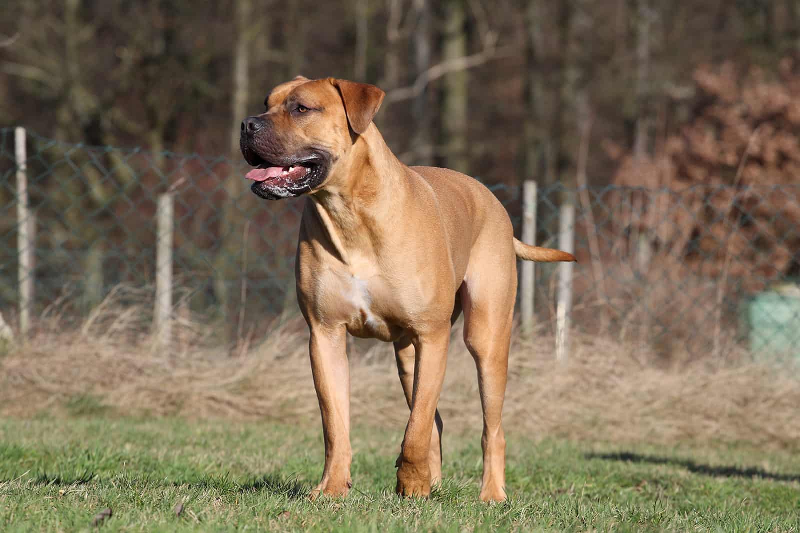 boerboel dog standing on the grass