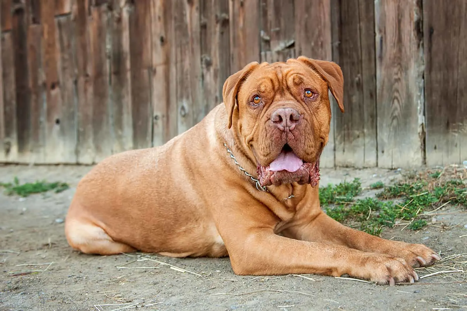 dogue dbordeaux laying in front of old wood barn