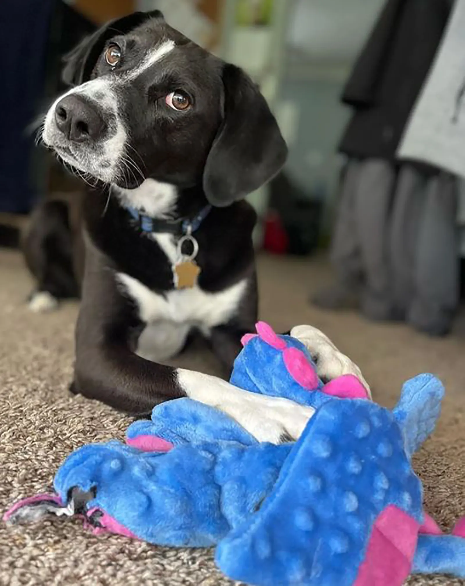 borador