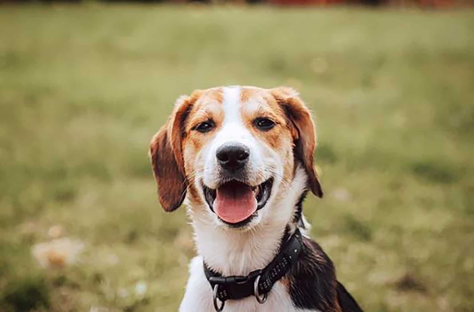 border beagle