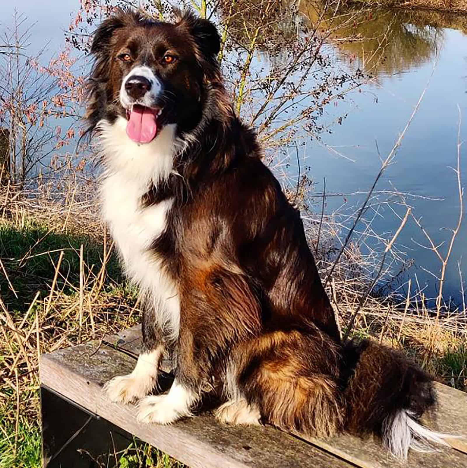 border collie bernard