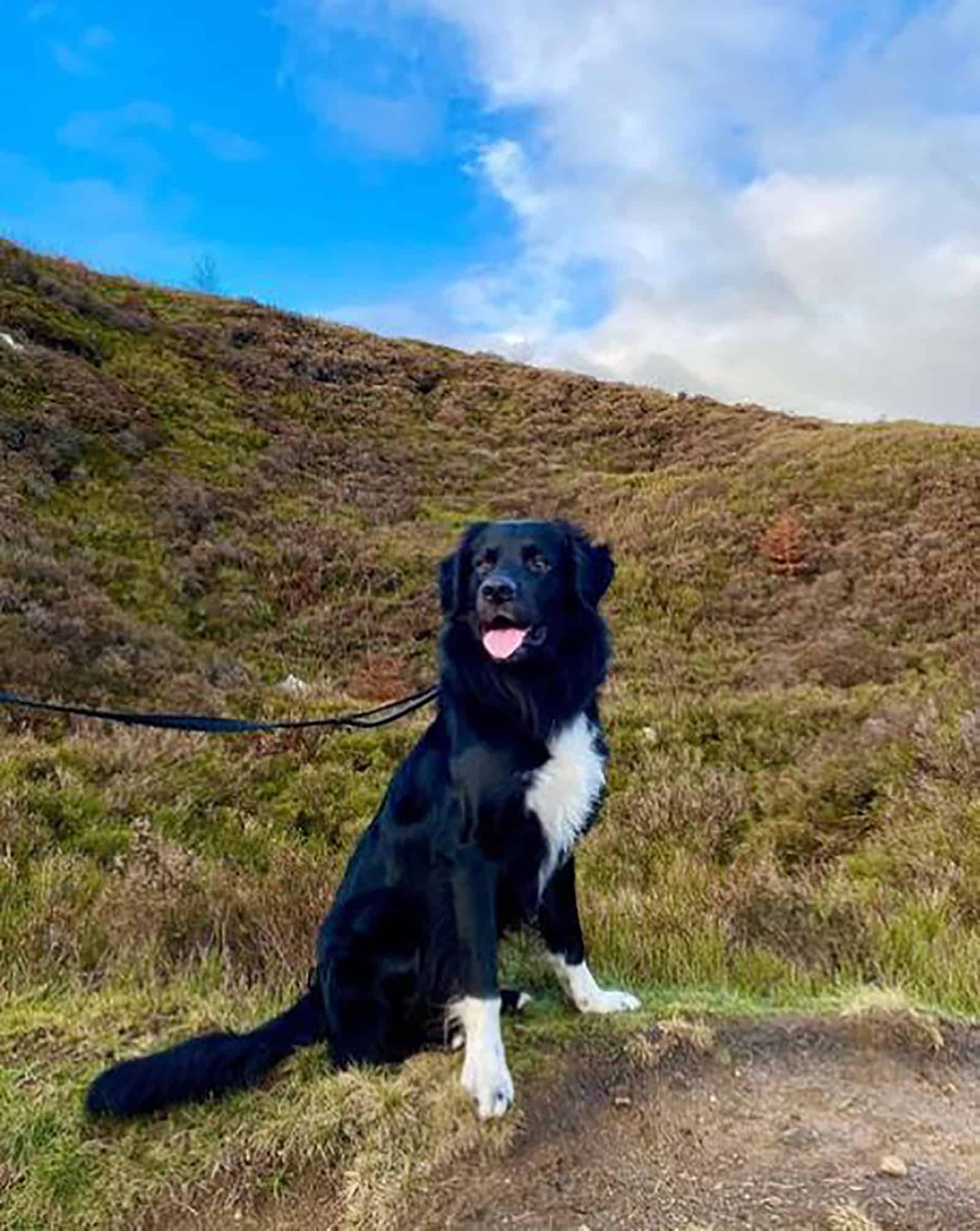 border newfie