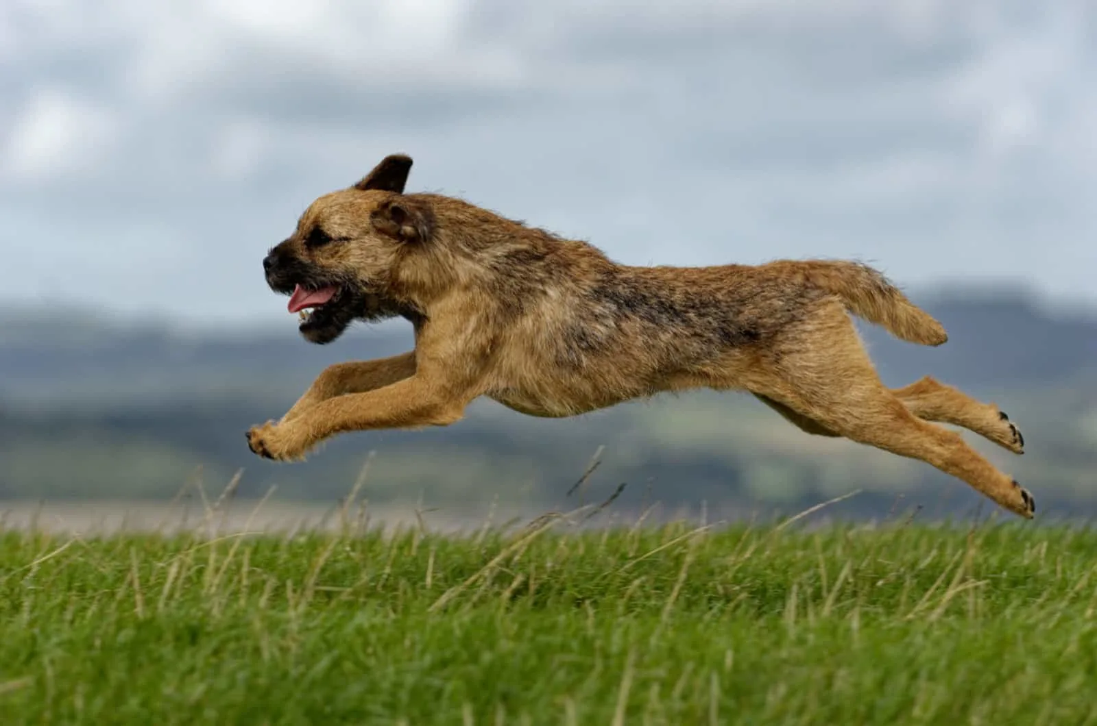 border terrier running