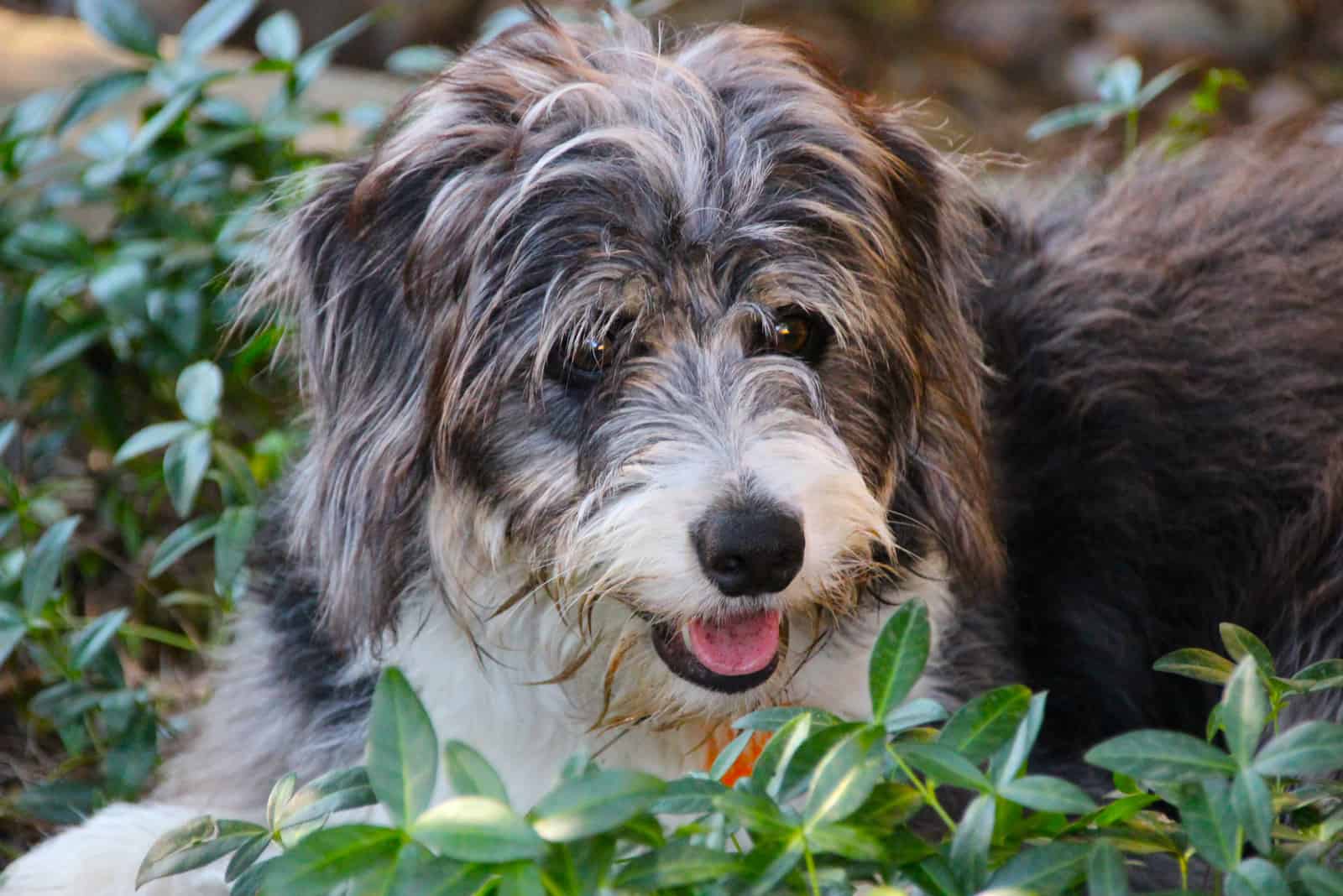 bordoodle with muddy face and pink tongue