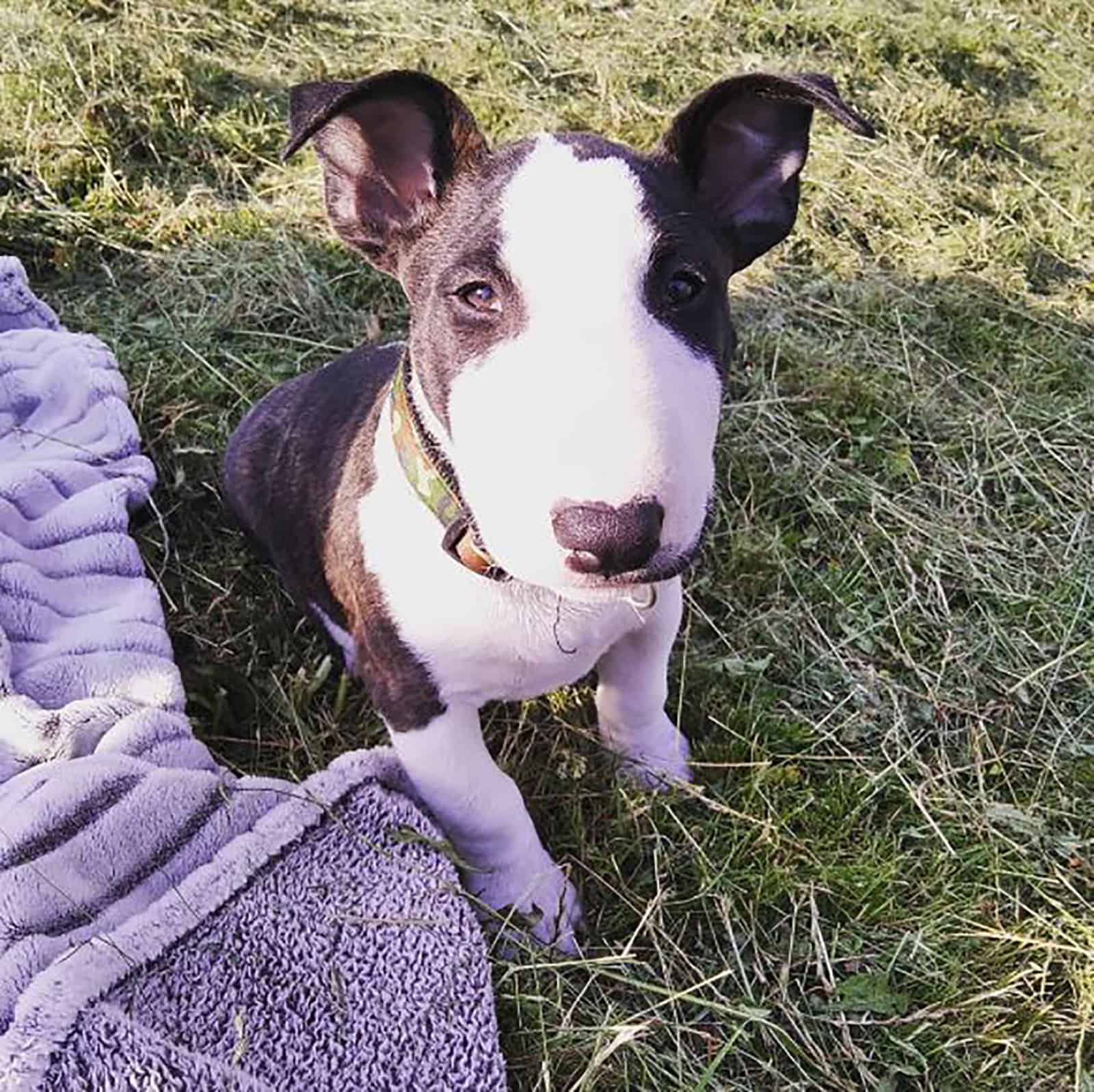 Boston Terrier Bull Terrier Mix