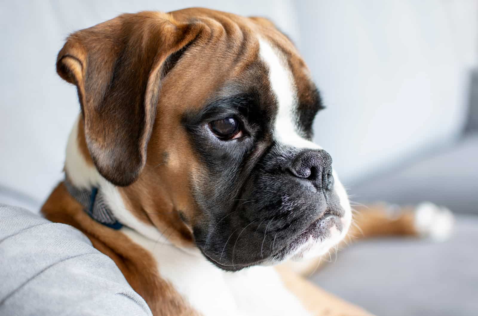 boxer puppy close-up