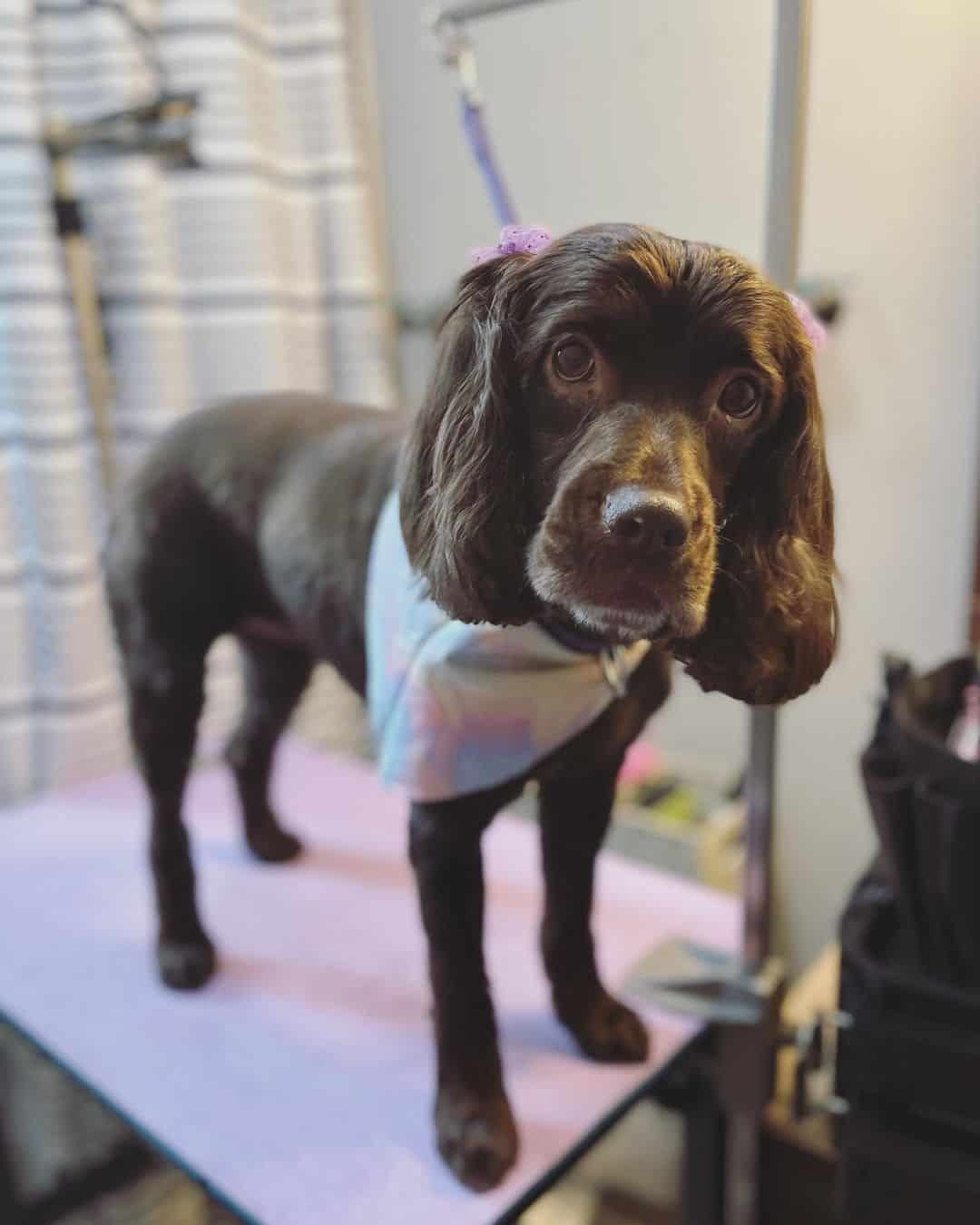 Boykin Spaniel Grooming Chart
