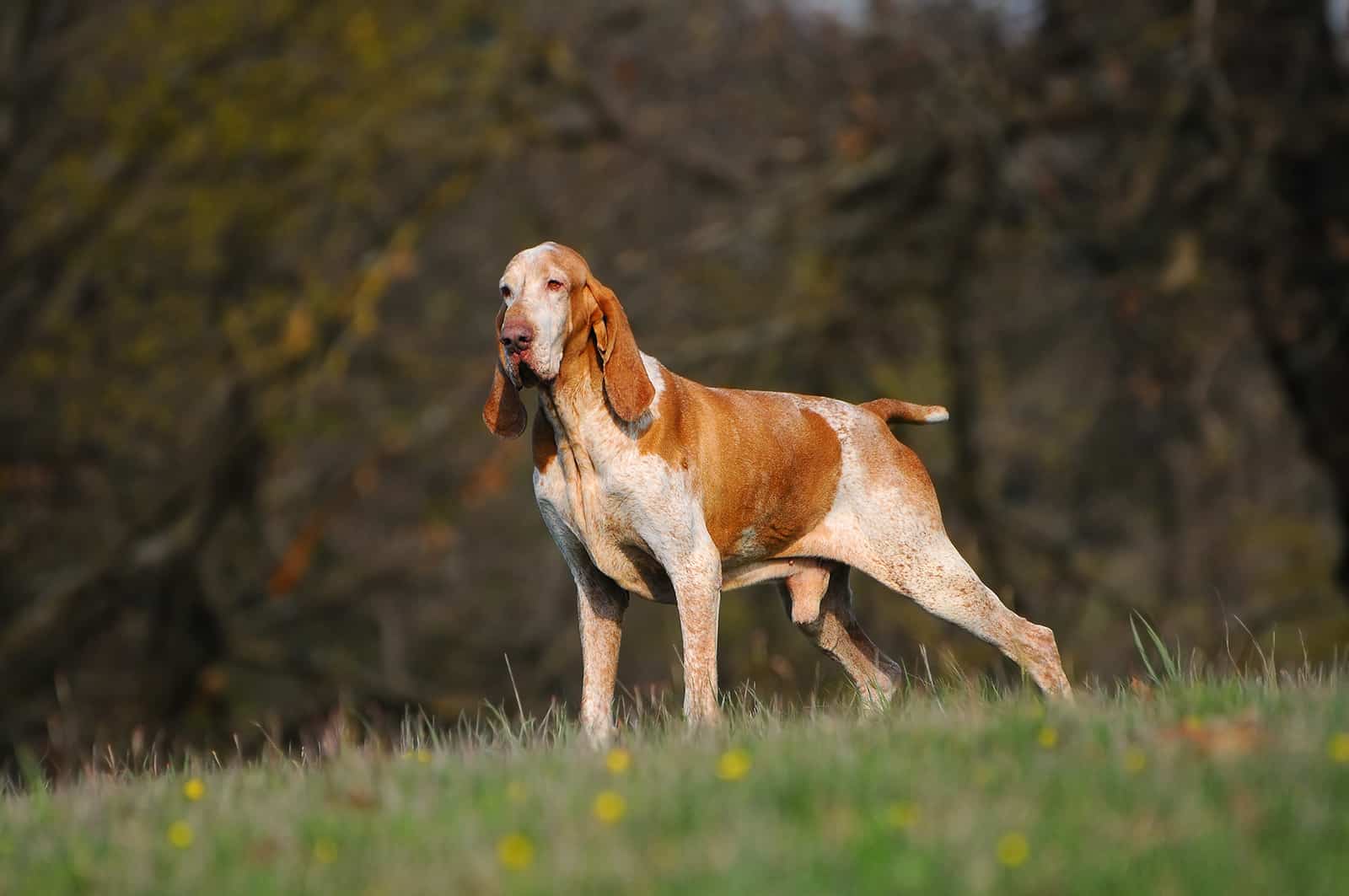 Bracco Italiano dog in the park