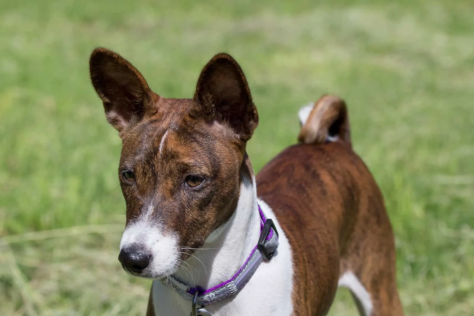brindle and white basenji dog is standing on a green meadow