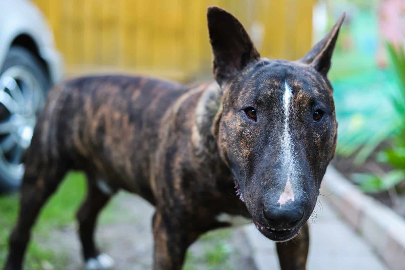 brindle bull terrier standing in the yard