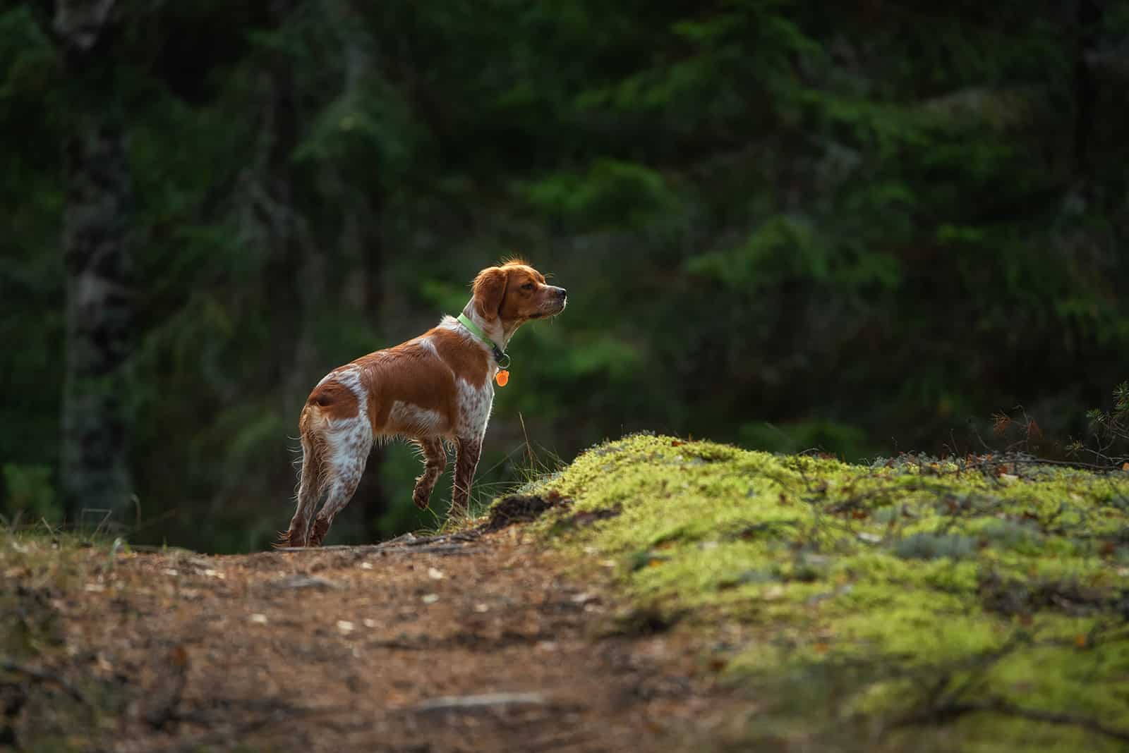 brittany spaniel standing and looking into the forest